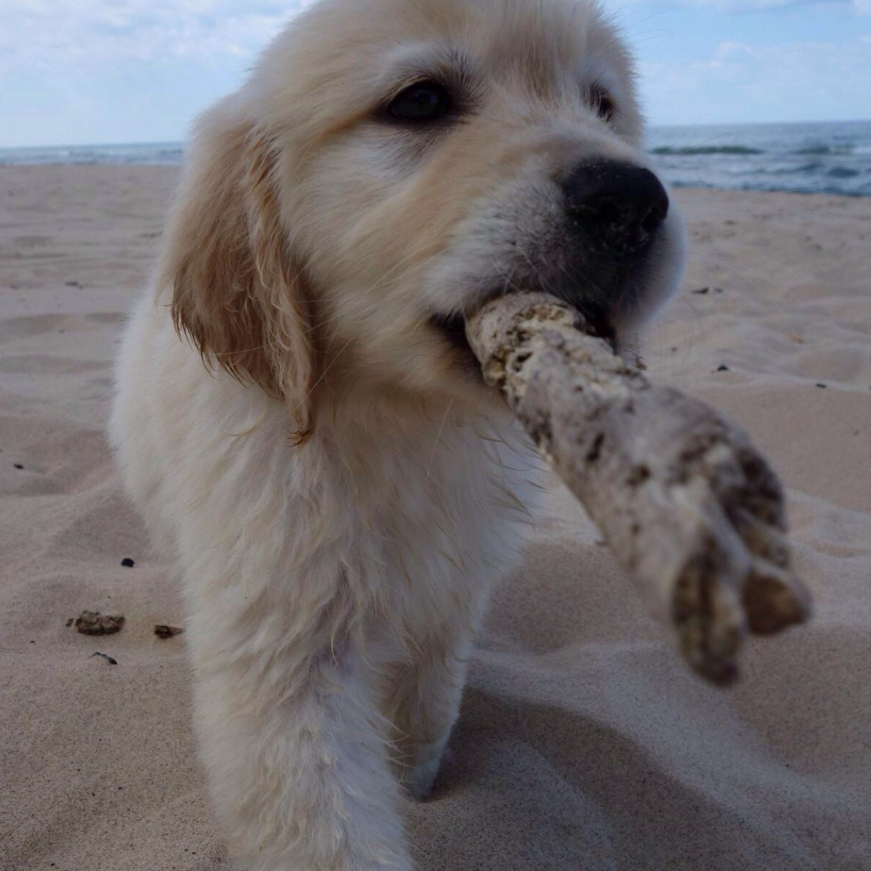 犬猫が大好き♪ 横浜ベイスターズとヴィッセル神戸とツェーゲン金沢を応援中(´ｰ∀ｰ`)