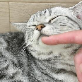 いきものがかりとウクレレ と手芸 が趣味。(∈^▽ﾟ)キラッ☆ 