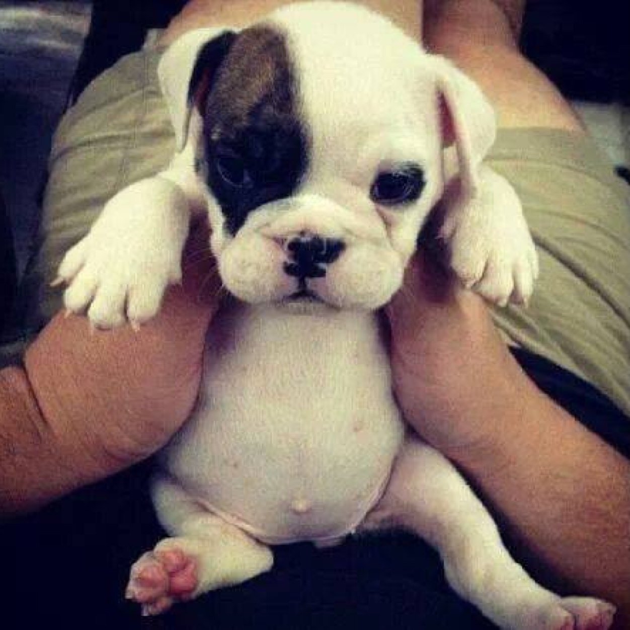 Los animales y las mascotas son los compañeros de vida perfectos para todo momento de felicidad, tristeza, amor, todo ❤️