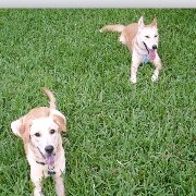 Poop scooping in Melbourne, FL. We will keep your yard free of dog waste.
