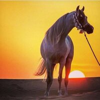 ياليت الزعل ممنووع (@bo1taleb) 's Twitter Profile