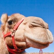 G'day mate! We're Australia's Outback, Northern Territory - the land of Aboriginal culture, wildlife and the Red Centre. Follow & we'll follow back!#NTAustralia