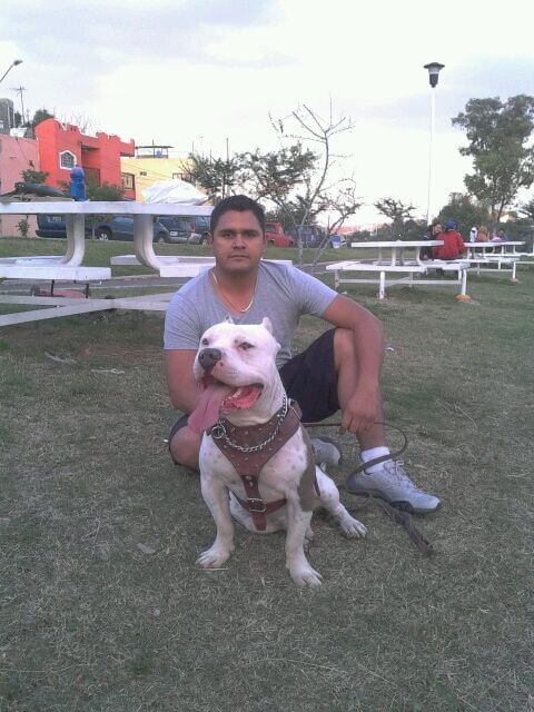 tatuajes deportes y pitbulls