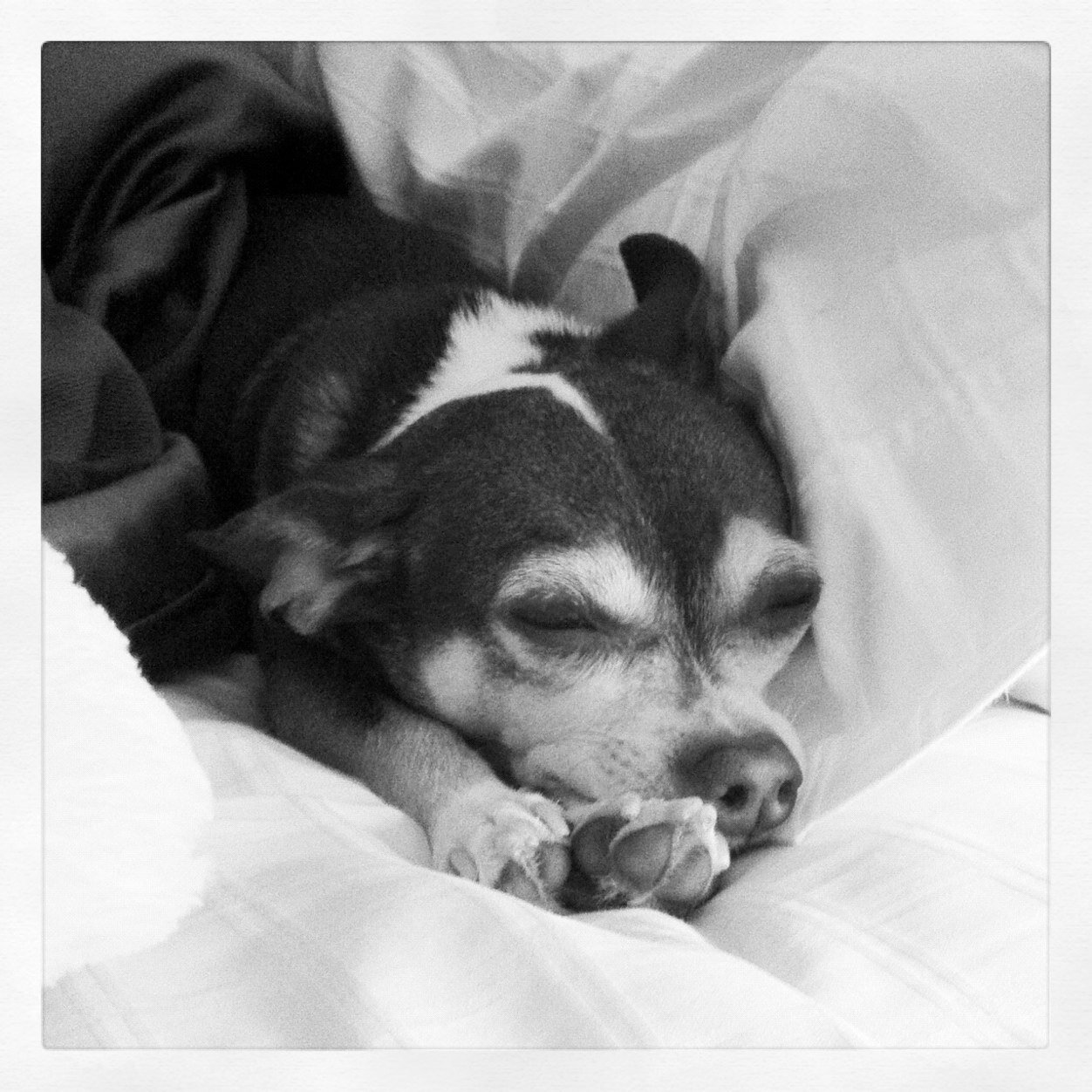 Peppino2005's profile picture. I'm a sweet chihuahua who love naps, snuggling, running in my backyard, and treats!