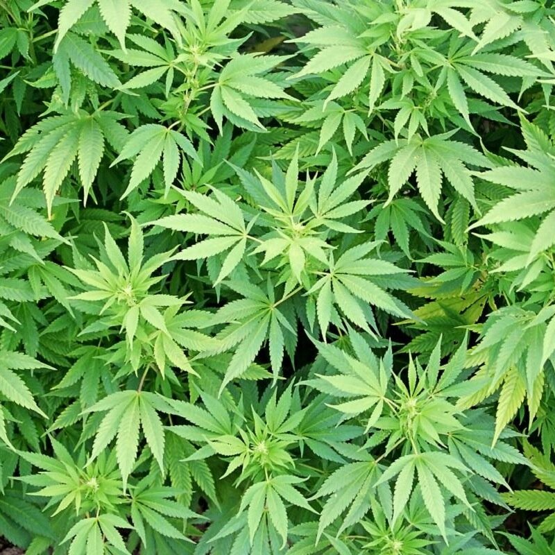 greenganjacoop's profile picture. collective of Anarchists. Bicycles only & no hierarchy. Central seattle. Delivering dirts gift to you.
ABCD is best!
greenganjacoop206@gmail.com
206-552-9505