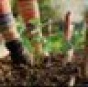 gardening, gardens, vegetable, flower, gardener, soils, fertilizers, fertilizer, seeds, plants