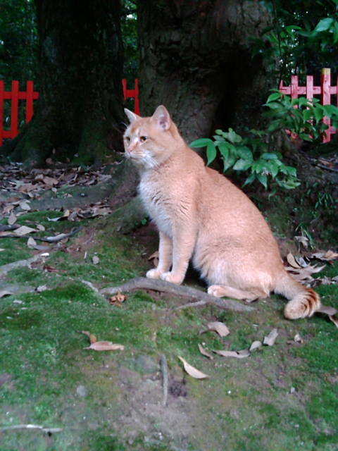 上京区で犬がかわいくて仕方なくて甘党な人