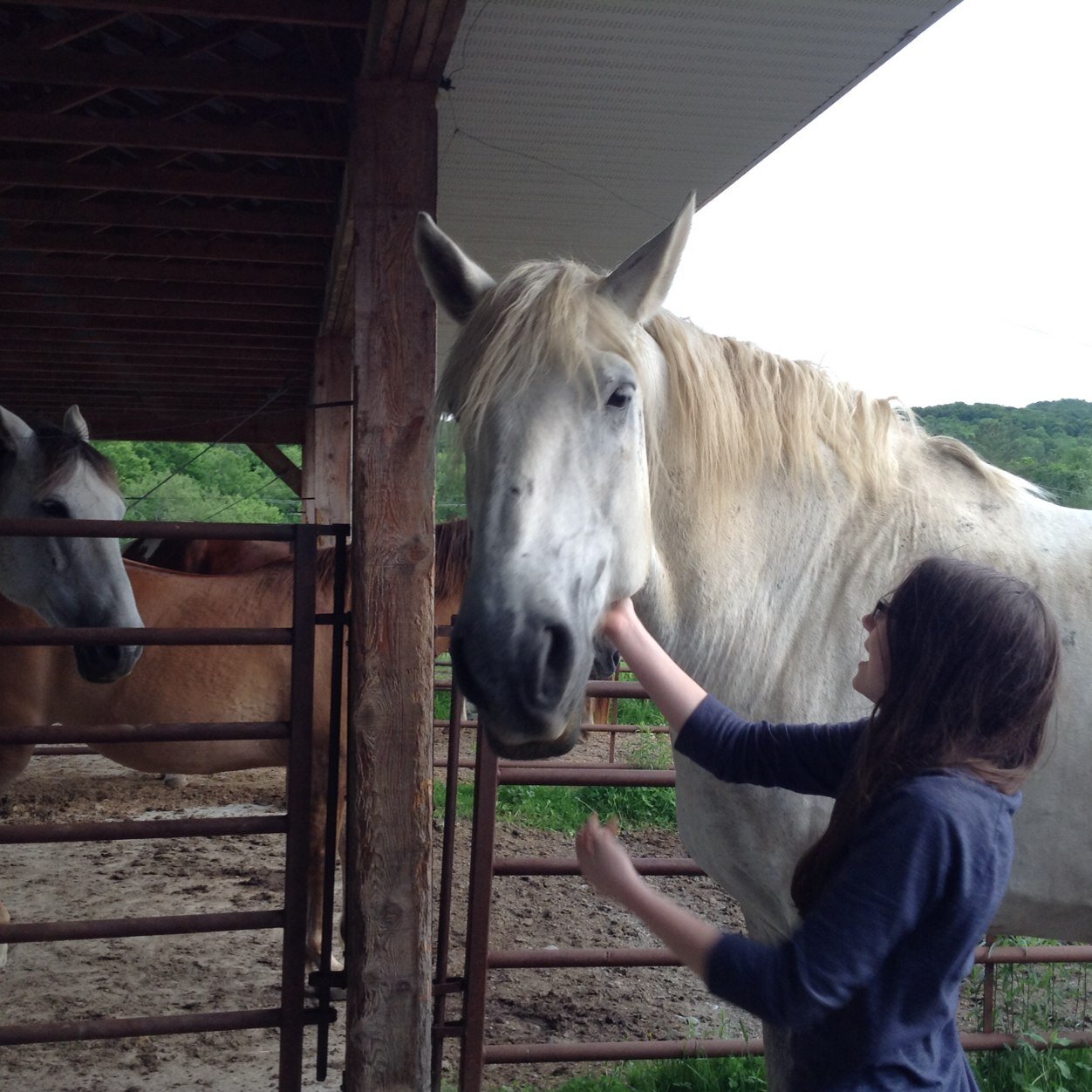 ivegottahorse's profile picture. Name is Juliette.I love horses since I'm a young foal. Daisy and Moka are my Lovars ❤️ Percheron and Painthorse  Canada  Enjoy ❤️
