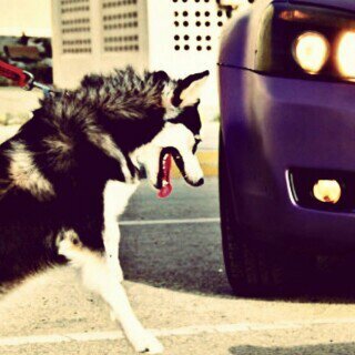 WalooyAli9's profile picture. البحرين صمود شعوب تجاهد وشعوب تنتصر البحرين صمود سماهيجية وافتخر