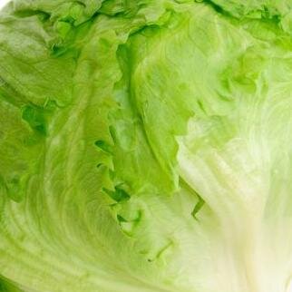 wikilechugas's profile picture. Sitio idoneo para los verdaderos amantes y seguidores de las lechugas.