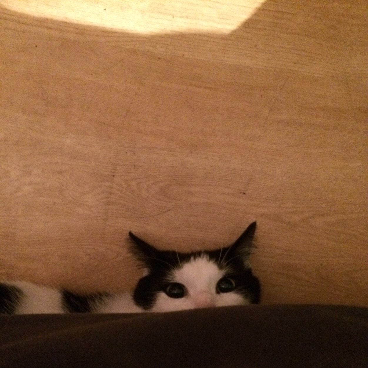 I love cats. I love every kind of cats.