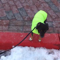 Jackie (@applejaxm) 's Twitter Profile