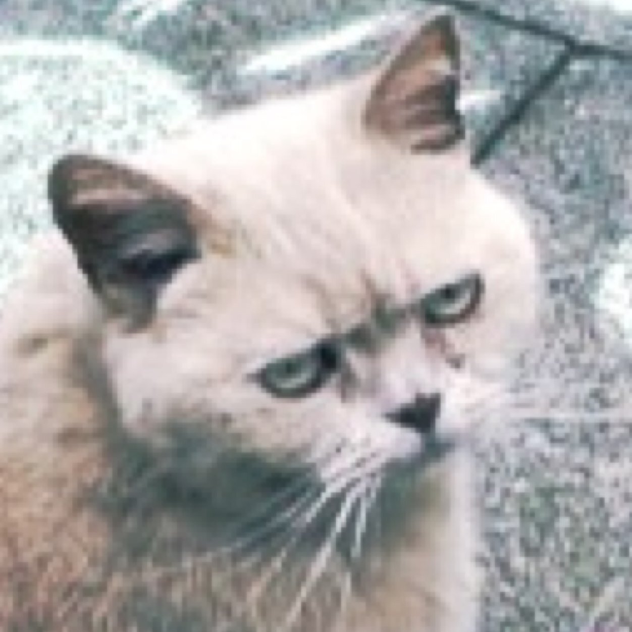 *ଘ(੭*ˊᵕˋ)੭* ੈ✩‧₊˚＜★情報収集目的で Twitter登録してます✩らくがきもしてます✩✩✩✩✩✩♪★こっそりPSO2,提(ง ˘ω˘ )ว督も嗜んでます✴︎.☆。°・★