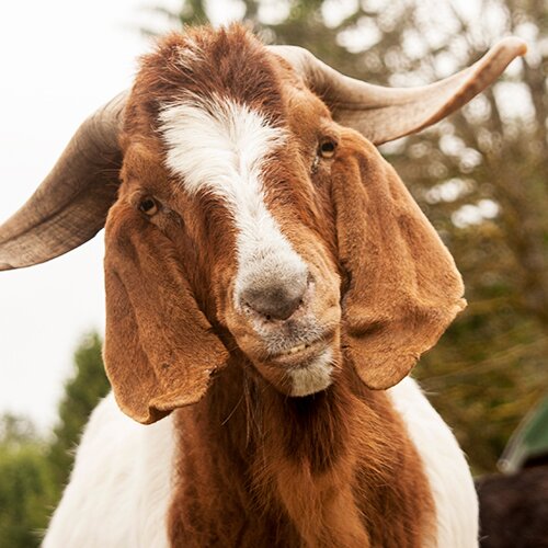 Ladies' Man. 300lb Herbivore. Chief Sanctuary Goat at New Moon Farm Goat Rescue and Sanctuary.