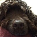 sasha boyd  - @a_dogsdiary - Twitter