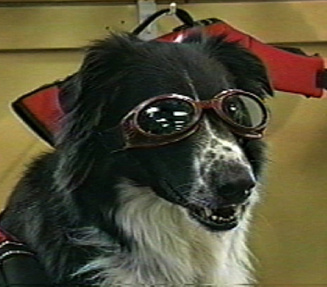 Tulsa, OK based Portrait Artist w/SC Roots creates Art of Dogs, people & other pets. Won National Awards. Oil & Photographic Art was shown at AKC Museum of Dog