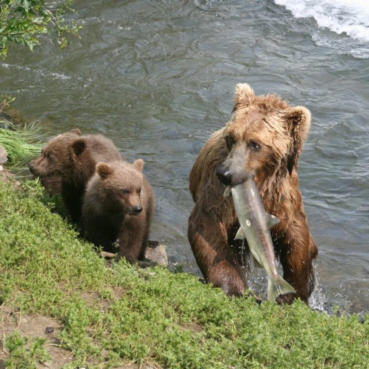 caseman1's profile picture. 