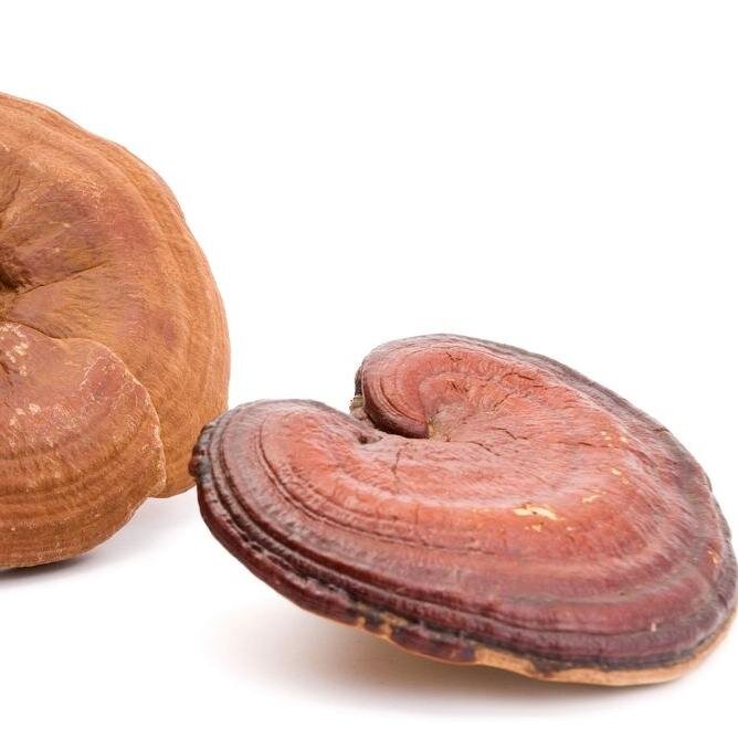 Provider of  World's best Organic Reishi.