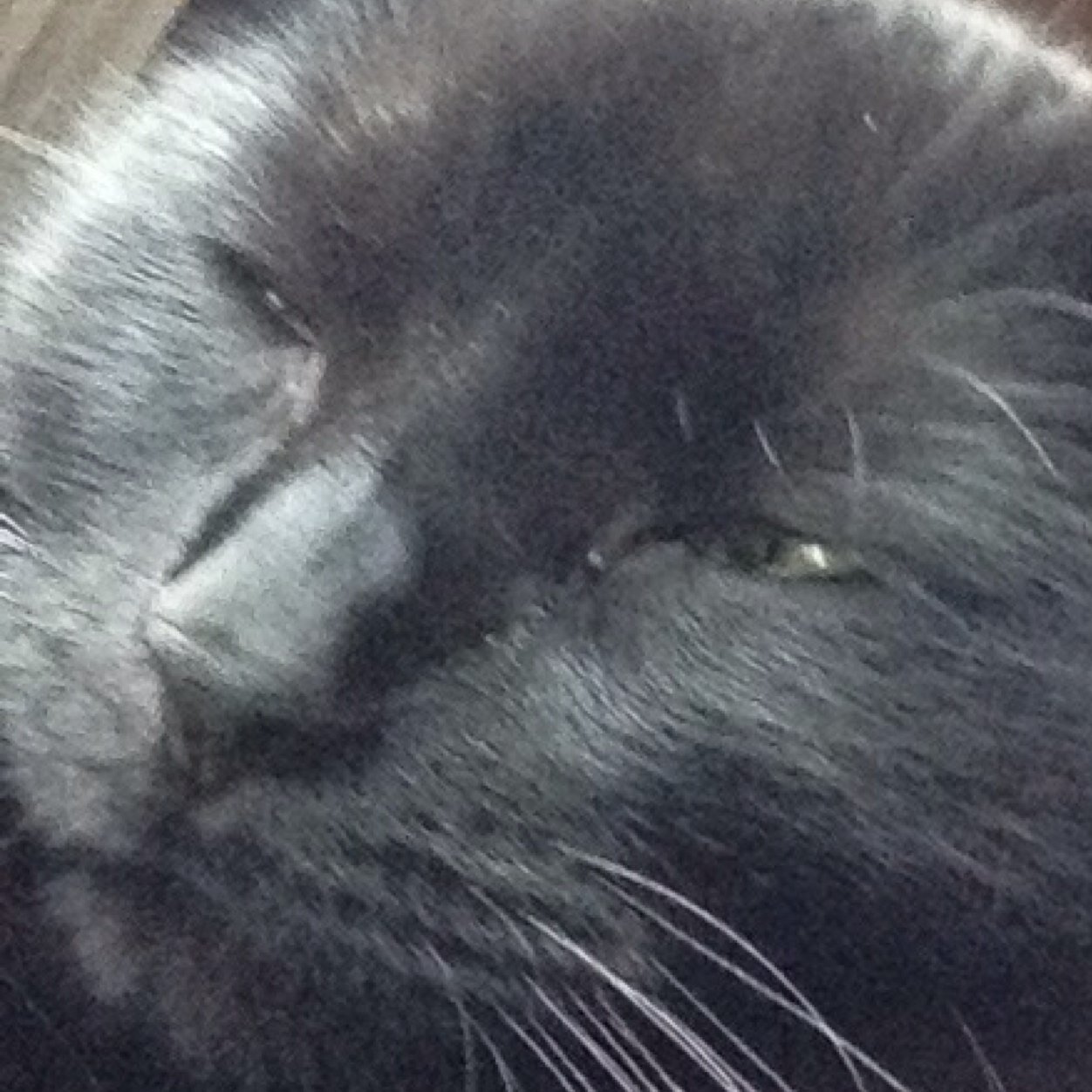 EmmaEmmathecat's profile picture. 