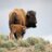 WyoBufGal's profile image