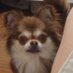 ブブ (@bubupantu) Twitter profile photo