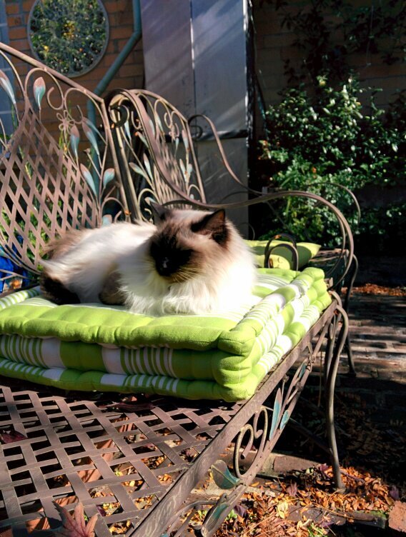 D0minee's profile picture. 