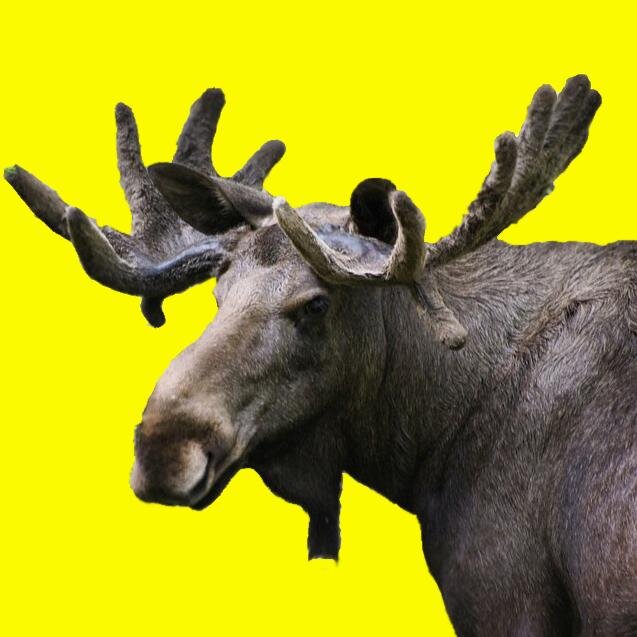 SeeSweden_ Profile Picture