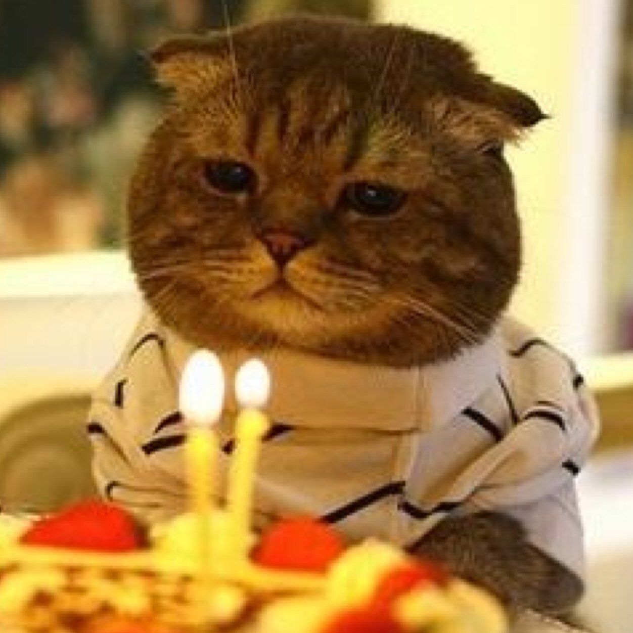 diarrheachowder's profile picture. 