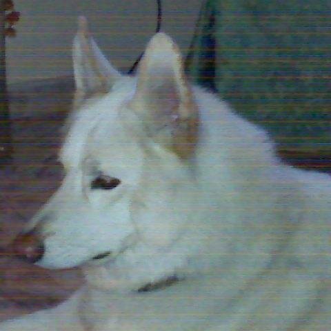 carmifa1's profile picture. Humanista, nacida en el  Corazón de Venezuela,Edo.Guarico. Corredora de Seguros, Coach Neurolingüístico. Miembro SGIV y CEO de @PConscient.