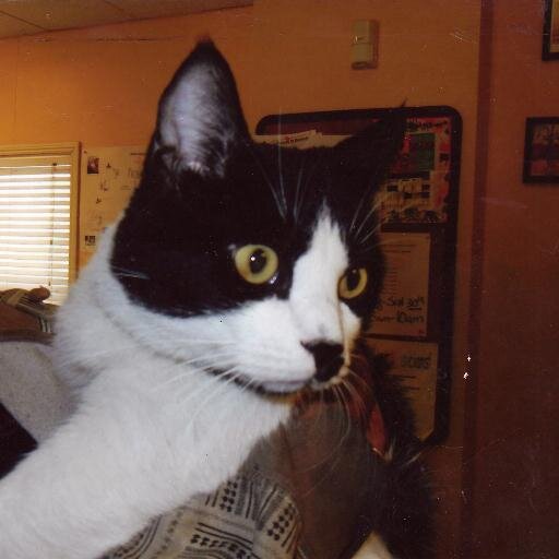 Savethewolves20's profile picture. IM ENGAGED TO A WOLDERFUL MAN, I WORK @ A MECHANIC SHOP AS A MECHANIC & I HAVE A WOLF TATTOO ON MY RIGHT SHOULDER OF A WOLF HOWING AT THE MOON. IM A ANIMAL LUVR