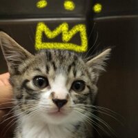 仙川リーフ動物病院 (@sengawaleaf) 's Twitter Profile