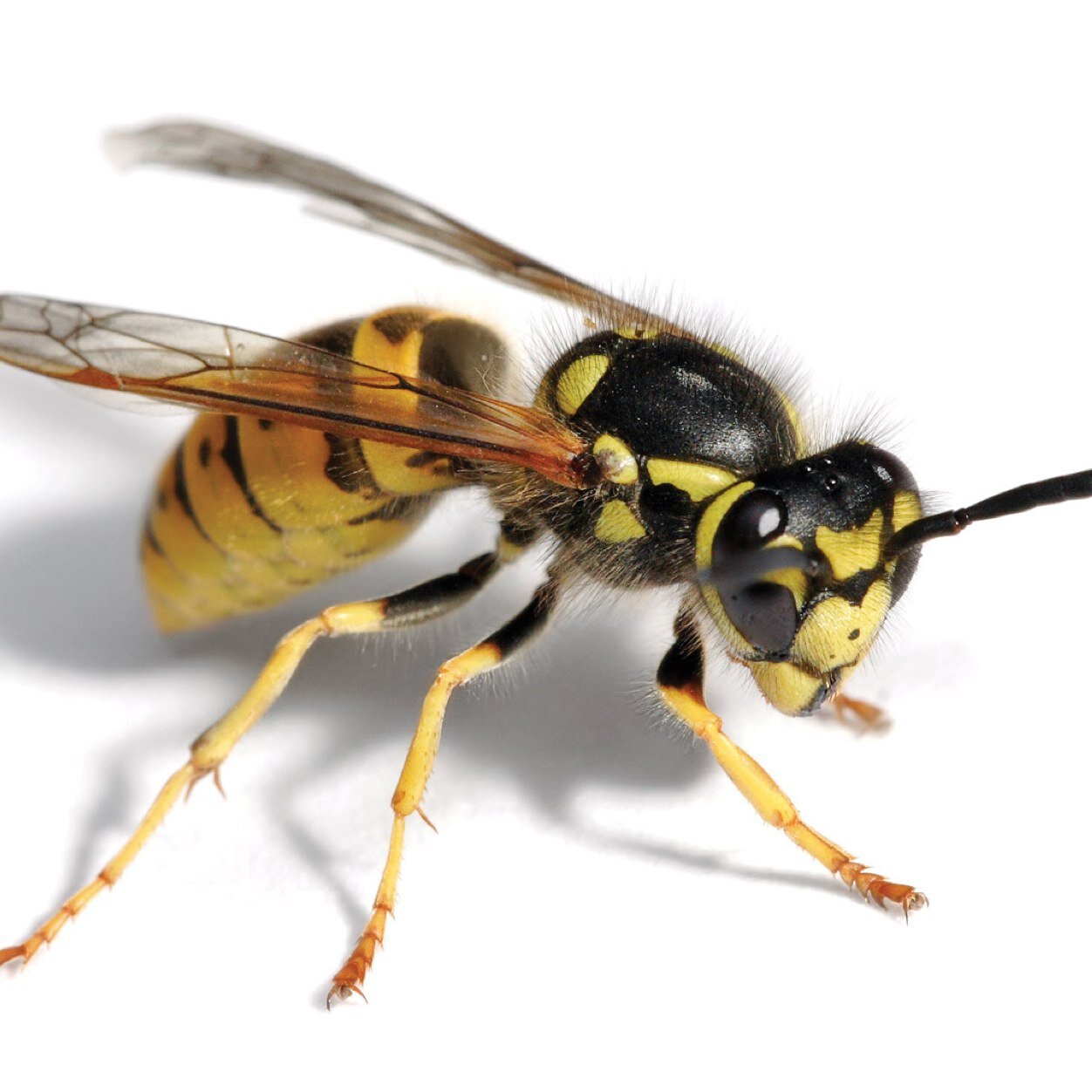 YaBoyyWasp's profile picture. Why did I sting you? Because fuck you thats why. This is the ORIGINAL ACCOUNT.