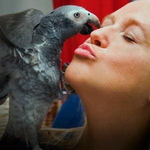 A wife, mother and a birdlover. A firm believer in giving back to all my fellow bird owners everywhere.