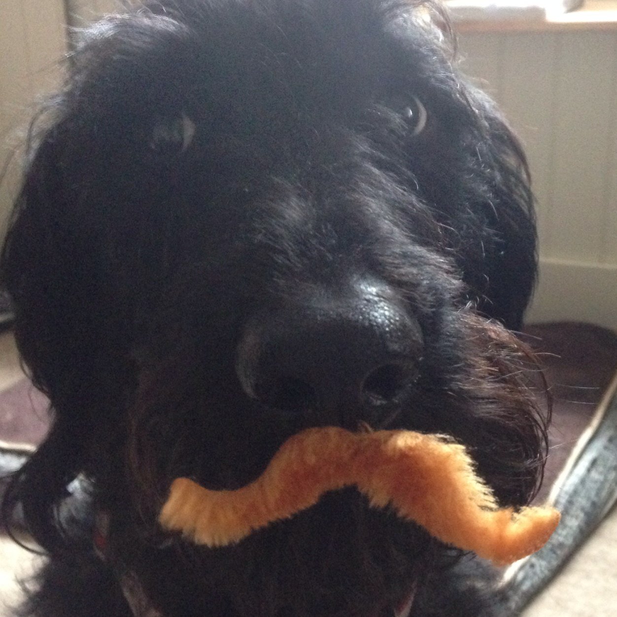 labradoodle girly frum Devon... lover ov cheese, hoarder ov tennis bawls, cuddler ov teddies... expert woogler.
