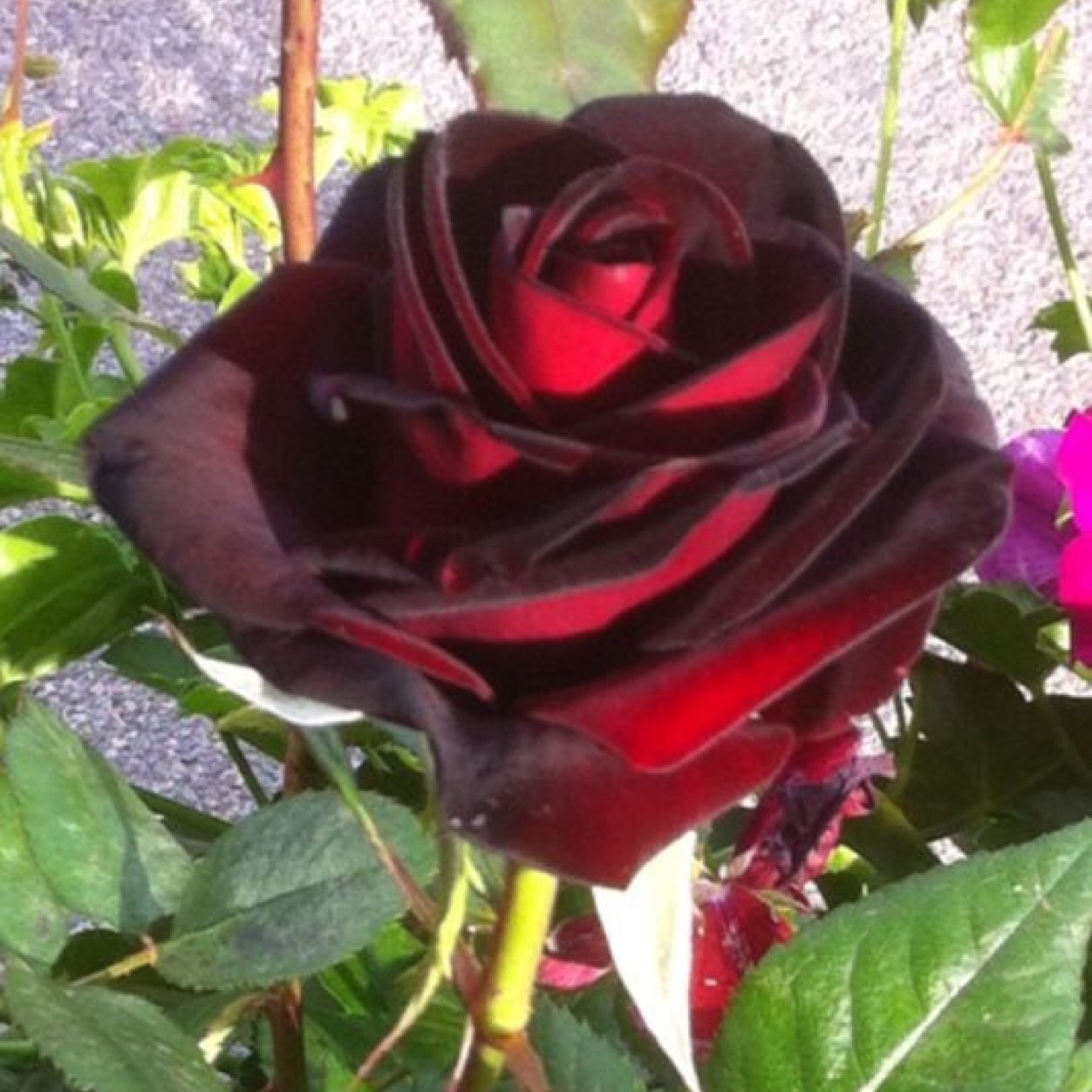 filiztekin2's profile picture. 