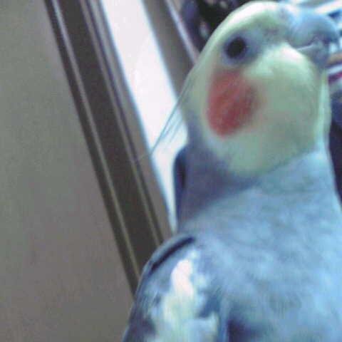 ichiyuz Profile Picture
