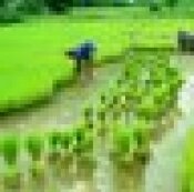 agriculture_dp's profile picture. agriculture, agriculture,organic, farming, fertilizers, fertile, crops, eco-friendly, food plants,rural area, planting, working hard,