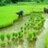 agriculture_dp's profile image