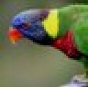 birds, peagon, black birds, duck, swallow, Nightingale,