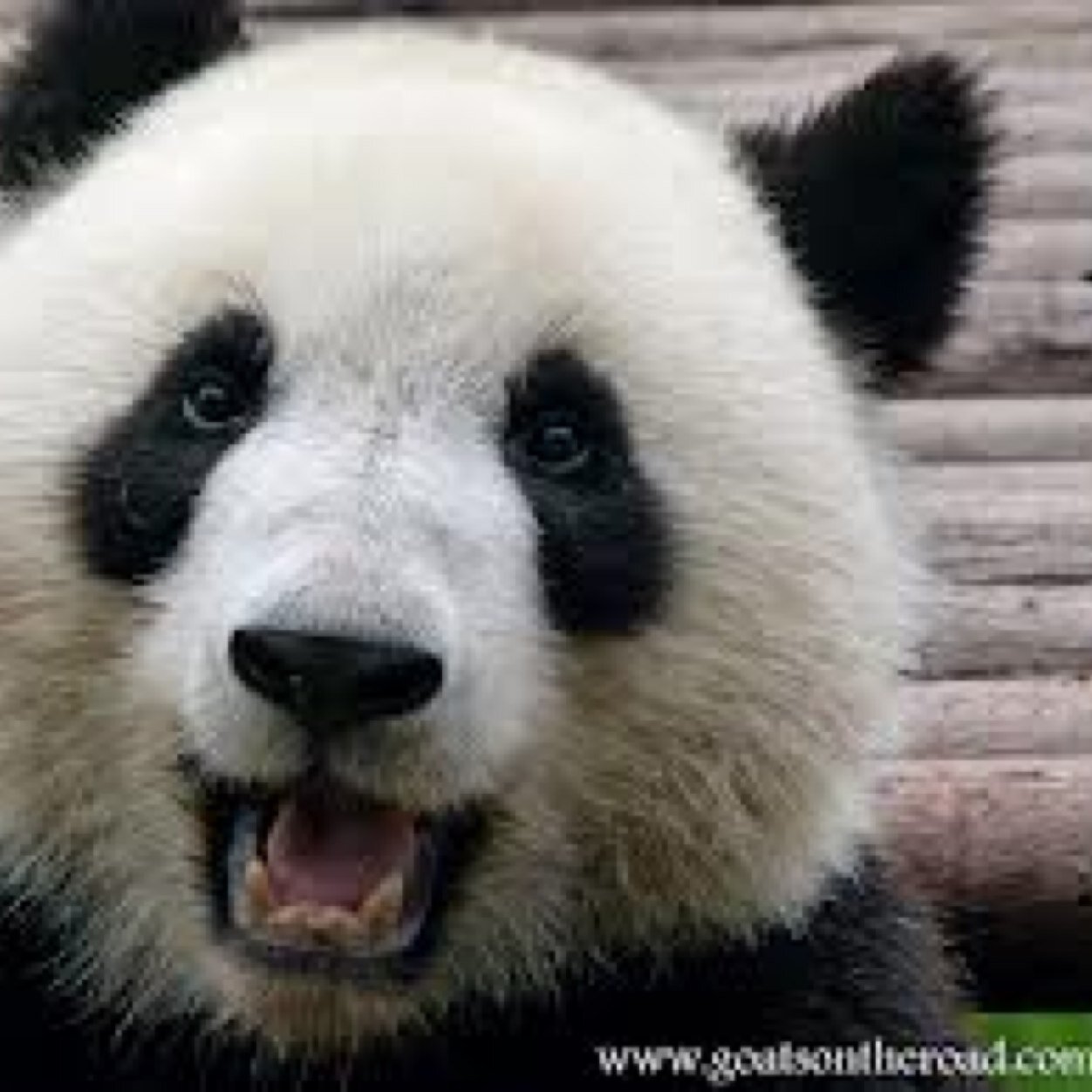 Do not adjust your screen, I'm Black & White. Views are my own & don't reflect the 'thick as pig shit' Panda community. 
Security bear!👮‍♂️
Hates bamboo.🤮