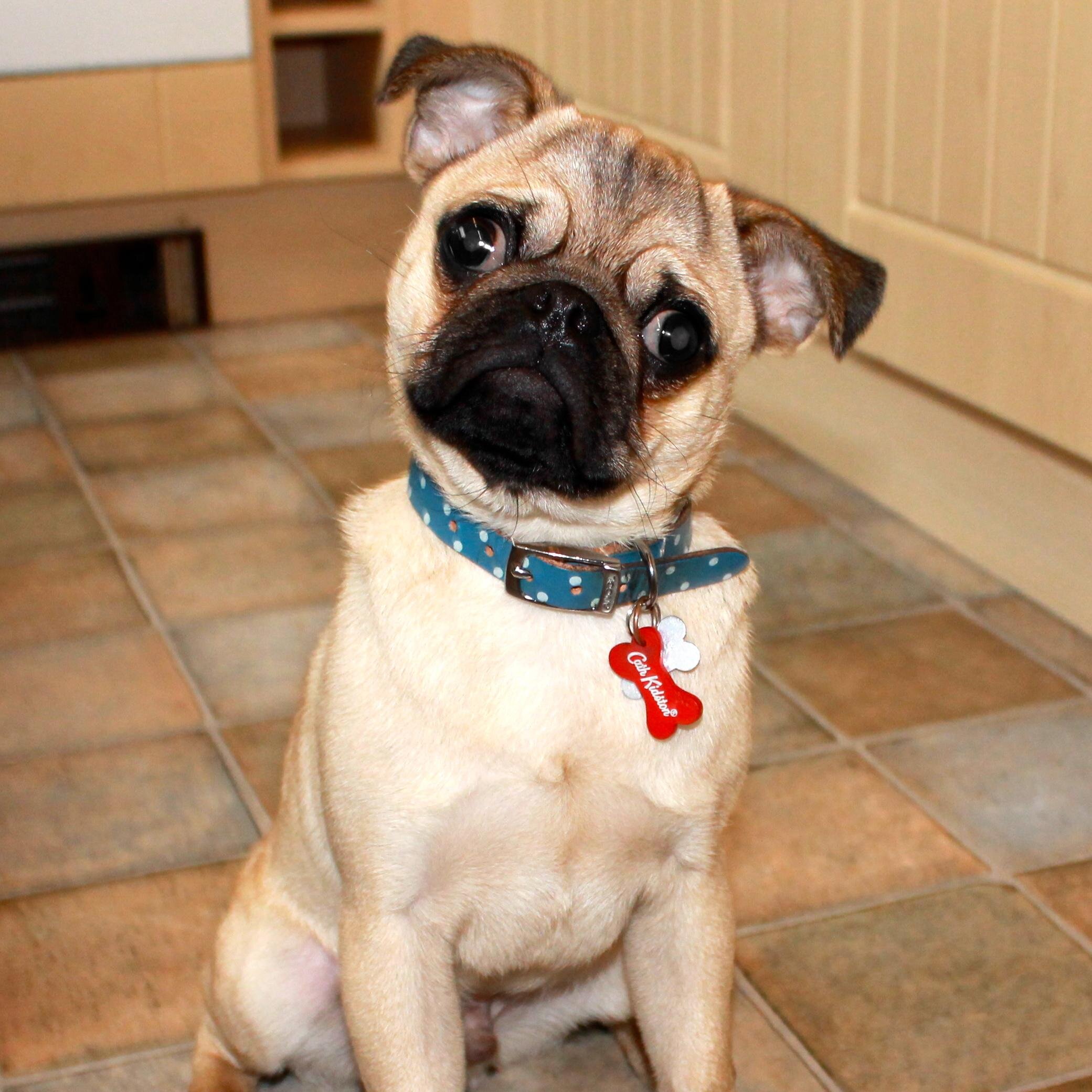 the pug doug the pug dougpugbrazil the pug doug the pug dougpugbrazil