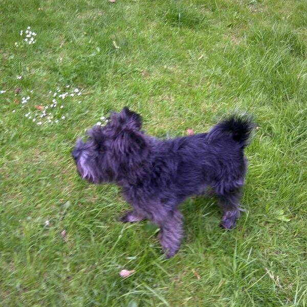 Ebony Mini-Schnauzer