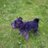 MiniSchnau's profile image