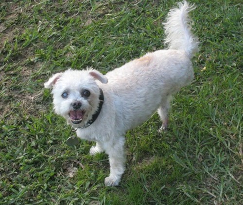 I'm Malcolm Turnbull's dog. I have three legs.