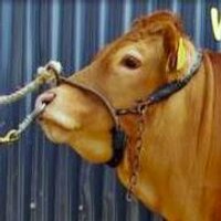 Ballina Show (@ballinashow) 's Twitter Profile