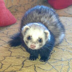 i'm  ferret