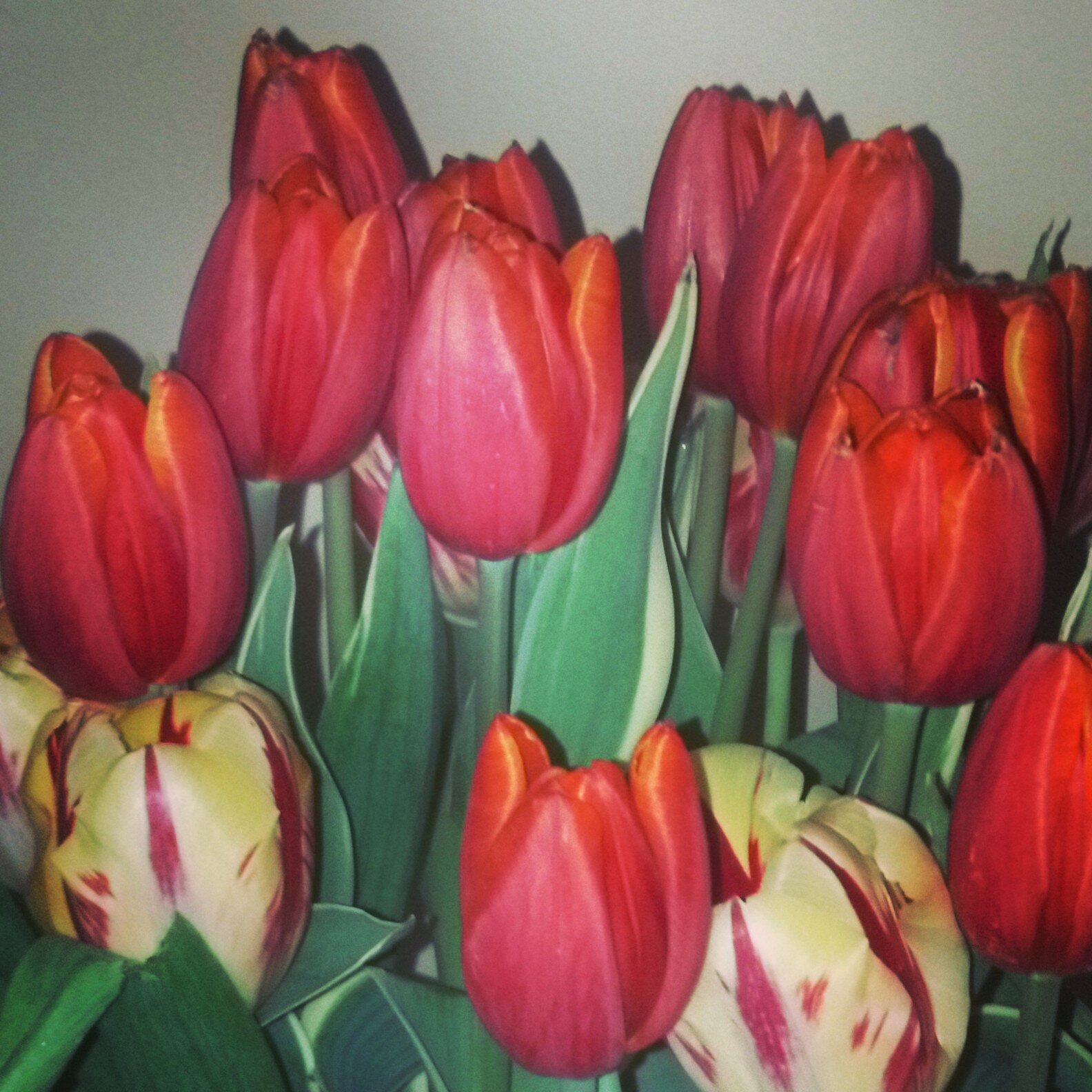 ramiken's profile picture. 