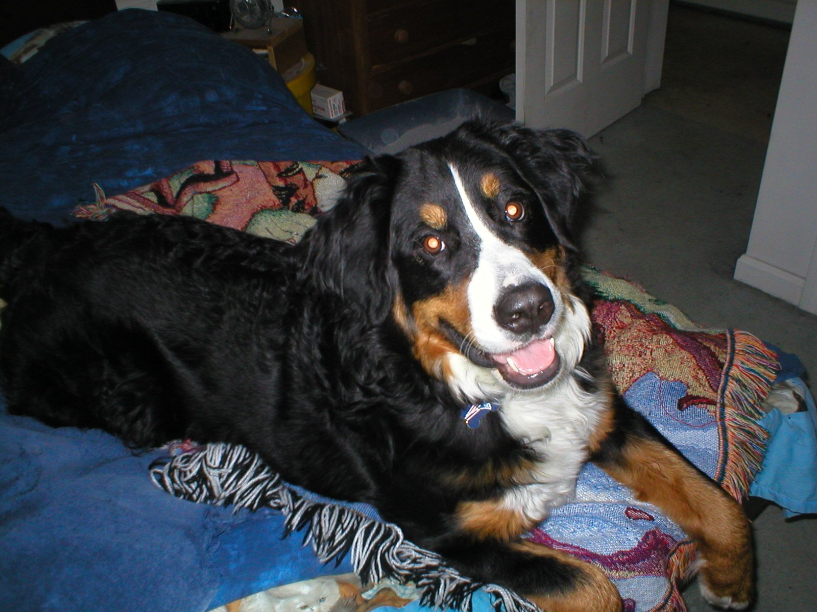 archer1518's profile picture. Loving mother of Keiko & Tripp (bernese mountain dogs) and Tribble & Riker (american shorthair tabby).