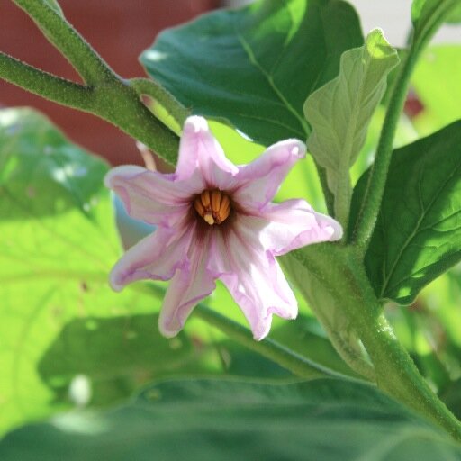 HenHiveandFlowe's profile picture. Jo & Kathleen. Mother & daughter #gardening blog based in #bluemountains #nsw. We blog for @aussiemumnetwor. #beekeeping #chooks #permaculture #organic #recipes
