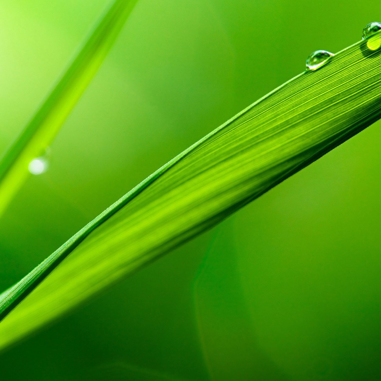 grass_porn's profile picture. Go follow mashburn_alex (could be the founder of Grass Porn)